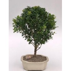 Dwarf Japanese Holly Bonsai Tree
(ilex crenata 'piccolo')