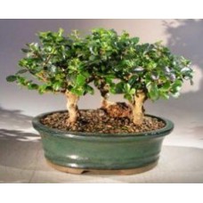 Flowering Fukien Tea Bonsai Tree - Upright Aged
Three Tree Forest Group
(ehretia microphylla)