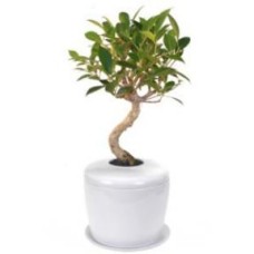Ficus Retusa Curved Trunk Bonsai Tree &
Porcelain Ceramic Cremation Urn
with Matching Humidity / Drip Tray