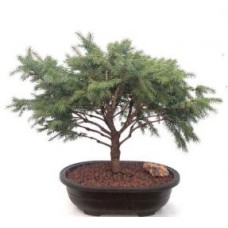 Serbian Spruce Bonsai Tree
(Picea omorika â€˜Nanaâ€™)