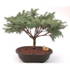 Serbian Spruce Bonsai Tree
(Picea omorika â€˜Nanaâ€™)