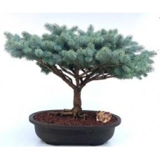 Globe Blue Spruce Bonsai Tree
(picea pungens 'Globosa')