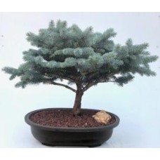 Globe Blue Spruce Bonsai Tree
(picea pungens 'Globosa')