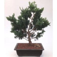 Hinoki Cypress Bonsai Tree
(chamecyparis obtusa 'Nana Gracilis')