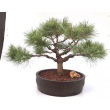 Japanese Red Pine Bonsai Tree
(Pinus Densiflora Low Glow')