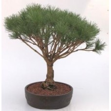 Japanese Red Pine Bonsai Tree
(pinus densi 'globosa')