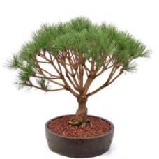 Japanese Red Pine Bonsai Tree
(pinus densi 'globosa')