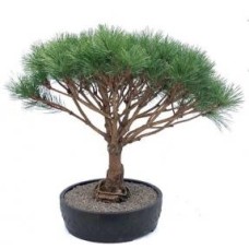 Japanese Red Pine Bonsai Tree
(pinus densi 'globosa')