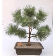 Japanese Black Pine Bonsai Tree
(pinus thunbergii 'thunderhead')
