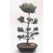 Japanese White Pine Bonsai Tree
(pinus parviflora 'bergman')