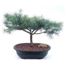 Deodar Cedar 'Snow Sprite' Bonsai Tree
(cedrus deodara)