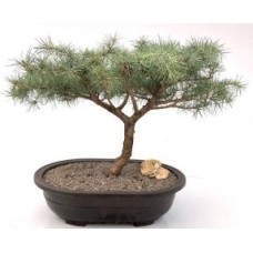 Deodar Cedar 'Snow Sprite' Bonsai Tree
(cedrus deodara)