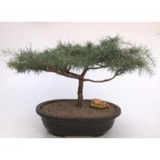 Deodar Cedar 'Snow Sprite' Bonsai Tree
(cedrus deodara)