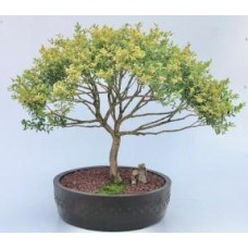 Dwarf English Boxwood Bonsai Tree
(buxus semperuirens)