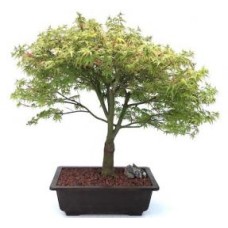 Dwarf Japanese Maple Bonsai Tree
(acer palmatum 'kiyohime yatsubusa')