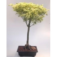 Butterfly Japanese Maple Bonsai Tree
(Acer palmatum â€˜Butterflyâ€™)