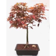 Japanese Red Maple Bonsai Tree
(Shindeshojo)