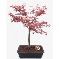 Japanese Red Maple Bonsai Tree
(Shindeshojo)