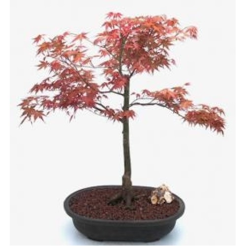 Japanese Red Maple Bonsai Tree
(Shindeshojo)