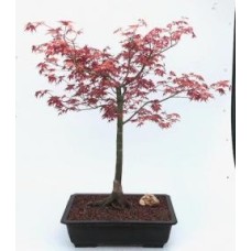 Japanese Red Maple Bonsai Tree
(Shindeshojo)