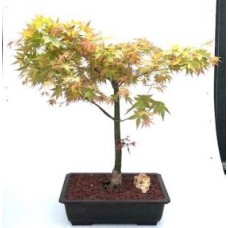 Japanese Red Maple Bonsai Tree
(Shindeshojo)
