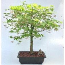 Japanese Maple Bonsai Tree(acer palmatum 'Kogane sakae')