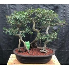 Chinese Elm Bonsai Tree
Curved trunk & Exposed Roots
Three (3) Tree Forest Group
(ulmus parvifolia)
