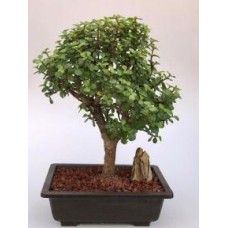 Baby Jade Bonsai Tree
(Portulacaria Afra)