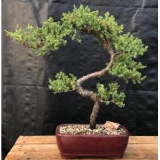 Juniper Bonsai Tree - Trained
(juniper procumbens nana)