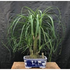 Ponytail Palm Multi Trunk Bonsai Tree
(beaucamea recurvata)