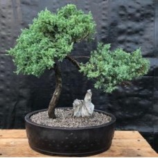 Juniper Bonsai Tree - Trained
(juniper procumbens nana)