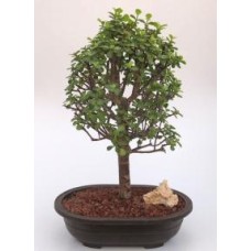 Baby Jade Bonsai Tree
(Portulacaria Afra)
