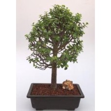 Baby Jade Bonsai Tree
(Portulacaria Afra)