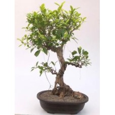 Ficus Retusa Bonsai Tree
Curved Trunk & Tired Branching
(ficus retusa)