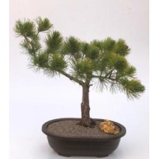 Mugo Pine Bonsai Tree
(pinus mugo 'valley cushion')