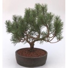 Mugo Pine Bonsai Tree
(pinus mugo 'valley cushion')
