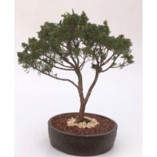 Shimpaku Juniper Bonsai Tree
(juniper chinensis 'shimpaku')