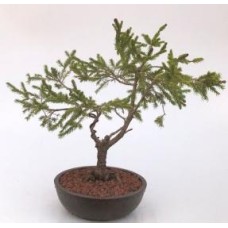 Dwarf Norway Spruce Bonsai Tree
(picea abies 'pusch')