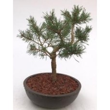 Mugo Pine Bonsai Tree
(pinus mugo 'valley cushion')