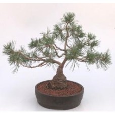 Scotch (Scots) Pine Bonsai Tree
(Pinus Sylvestris 'Albyn)