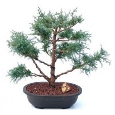 Mugo Pine Bonsai Tree
(pinus mugo 'valley cushion')