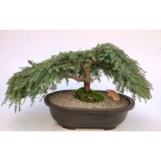 Dwarf Weeping Hemlock Bonsai Tree
(Tsuga canadensis 'coles prostmate')