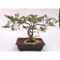 Savin Juniper Bonsai TreeTrained in Jin Style(Juniperus sabina)