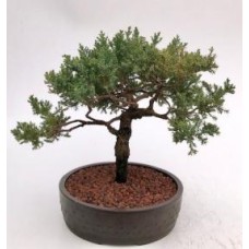 Juniper Bonsai Tree - Trained(juniper procumbens nana)