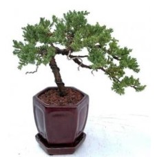 Juniper Bonsai Tree - Trained in Jin Style
(juniper procumbens nana)