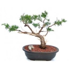 Juniper Bonsai TreeTrained in Jin & Shari Style(Juniperus Chinensis 'parsonii')