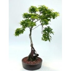 Beni Hime Dwarf Japanese Maple Bonsai Tree
Root Over Rock
(Acer palmatum 'Beni Hime')