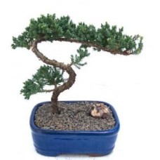 Juniper Bonsai Tree - Trained
(juniper procumbens nana)