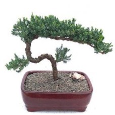 Juniper Bonsai Tree - Trained
(juniper procumbens nana)