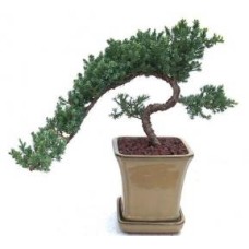 Juniper Bonsai Tree - Trained
(juniper procumbens nana)